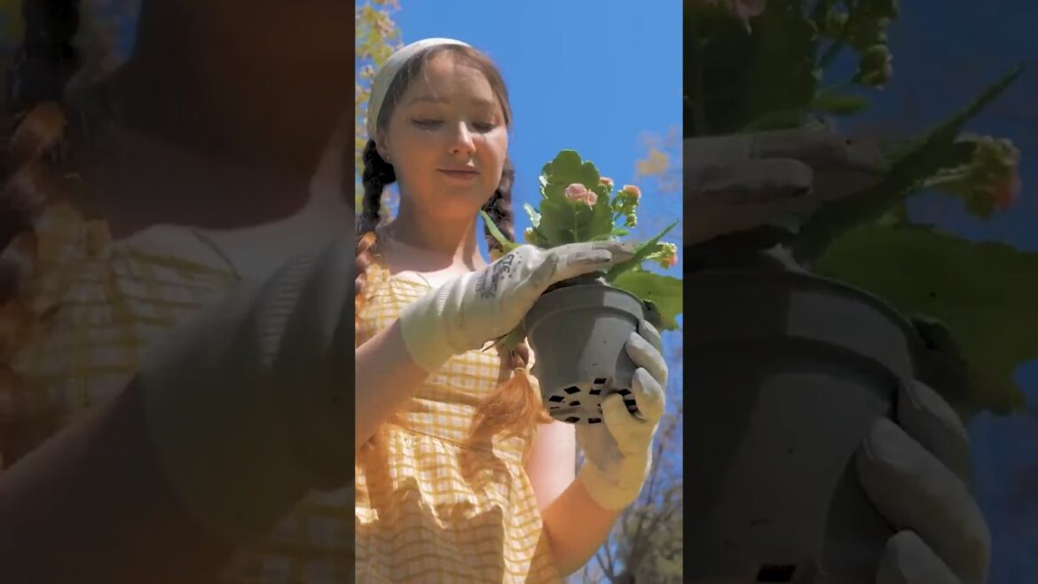 4 Genius Rose Growing Tips Every Gardener Should Know 🌹🌿 #Shorts