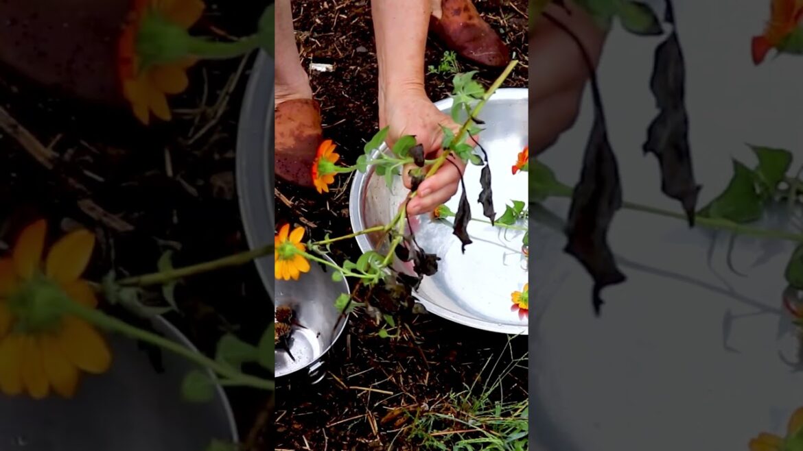 Last Day of Summer Garden (click link for full video) #southerngardens