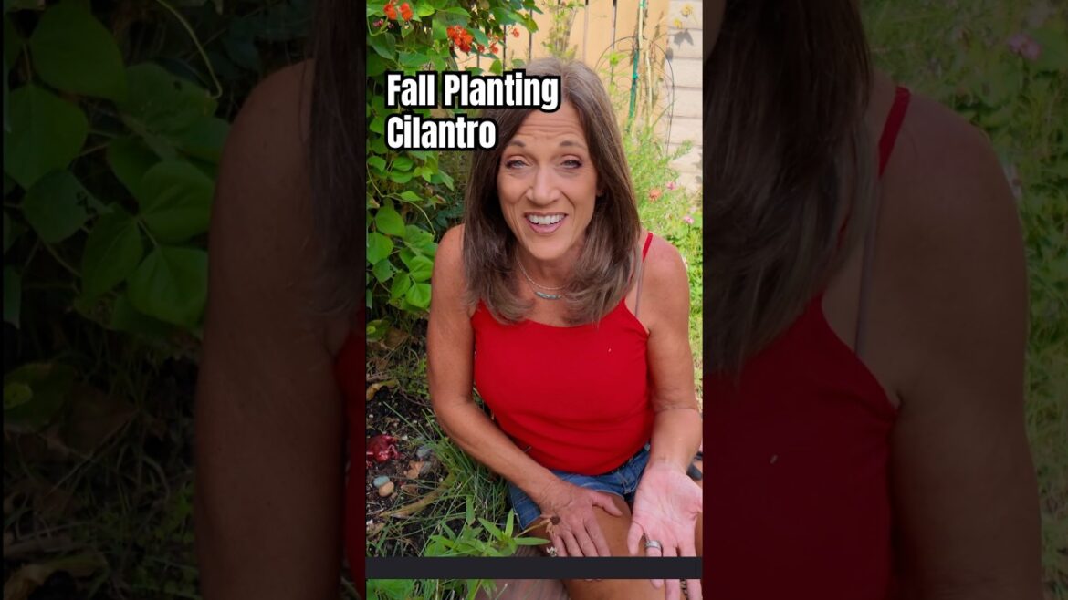 Fall Planting: Cilantro