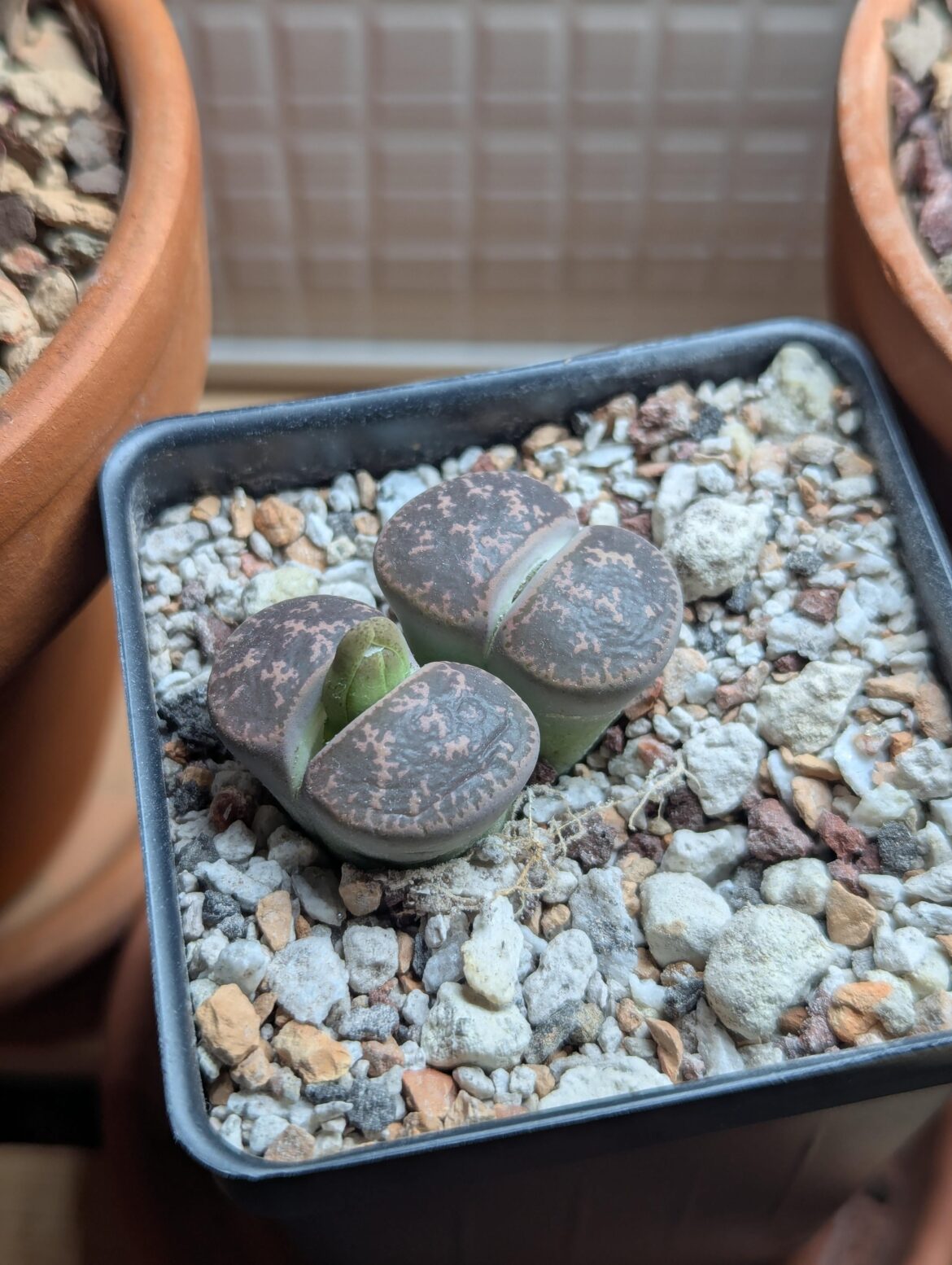 This guy popped out overnight