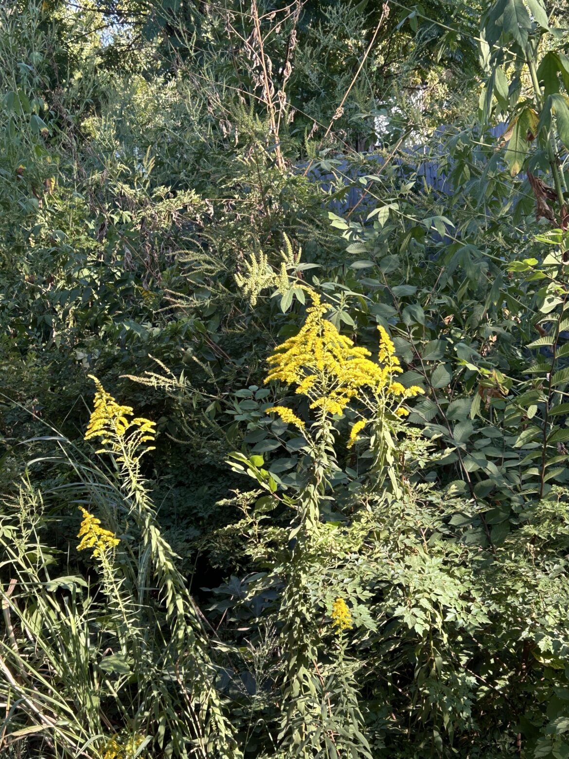 Heard you like goldenrod Heard you like goldenrod