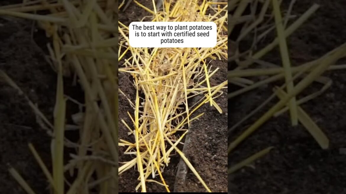 Why Grow Organic Potatoes from Seed?