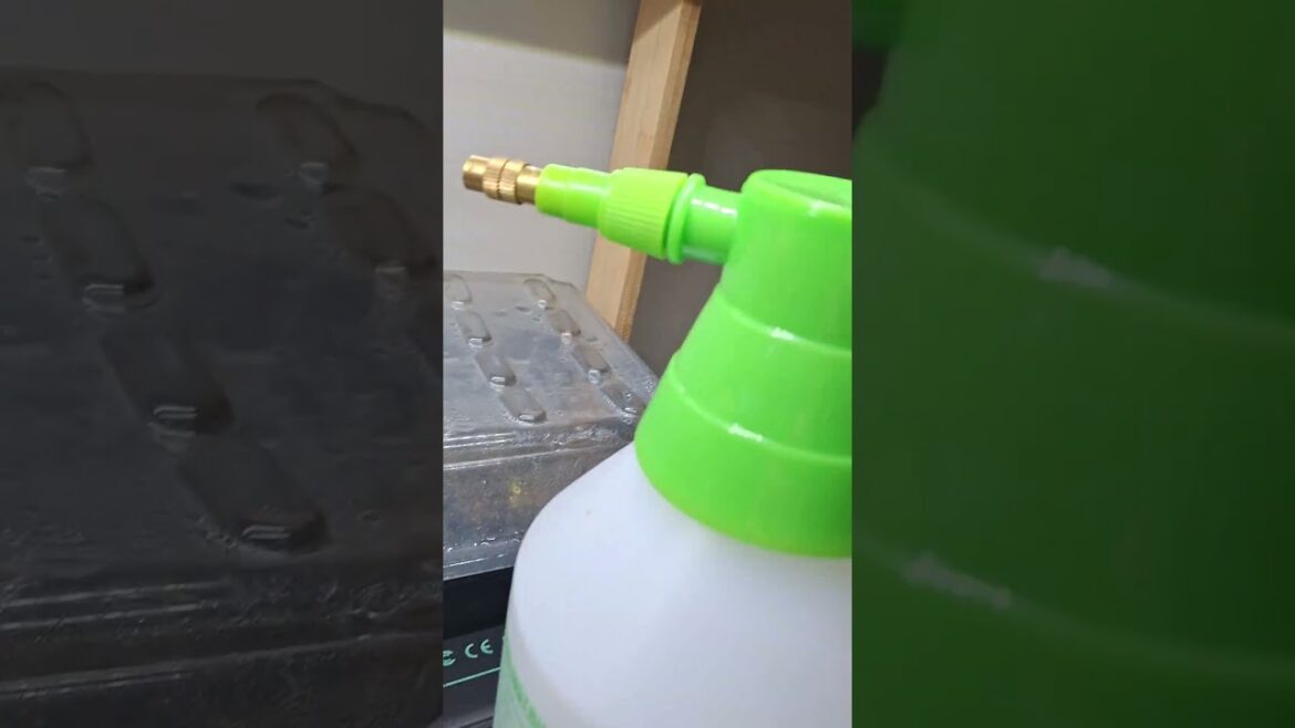 Three Days After Planting Geranium Seeds: We Have Sprouts!