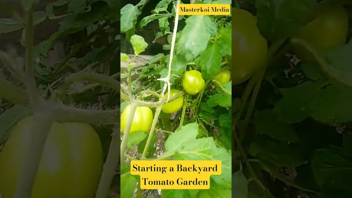Starting a Backyard Tomato Garden #tomatogarden #backyardfarming #vegetablegarden #ediblegardening Starting a Backyard Tomato Garden #tomatogarden #backyardfarming #vegetablegarden #ediblegardening