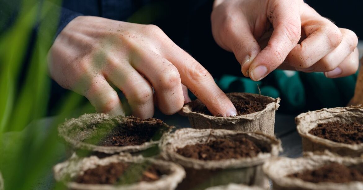 Monty Don’s simple hack to get ‘free plants’ in your garden time and time again Ipso logo
