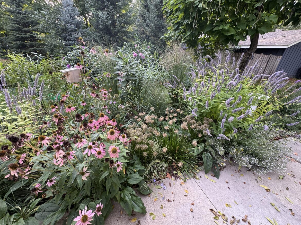 transplant now or wait for spring?