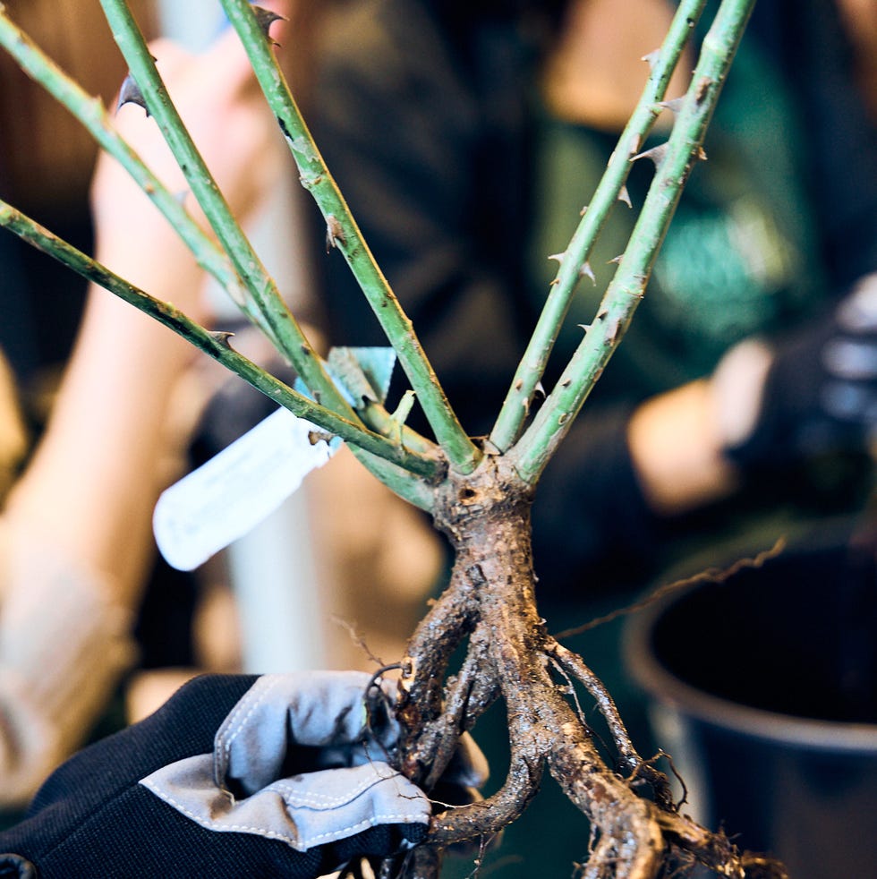 planting bare root roses