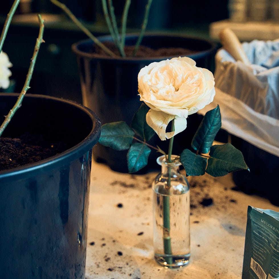 planting bare root roses