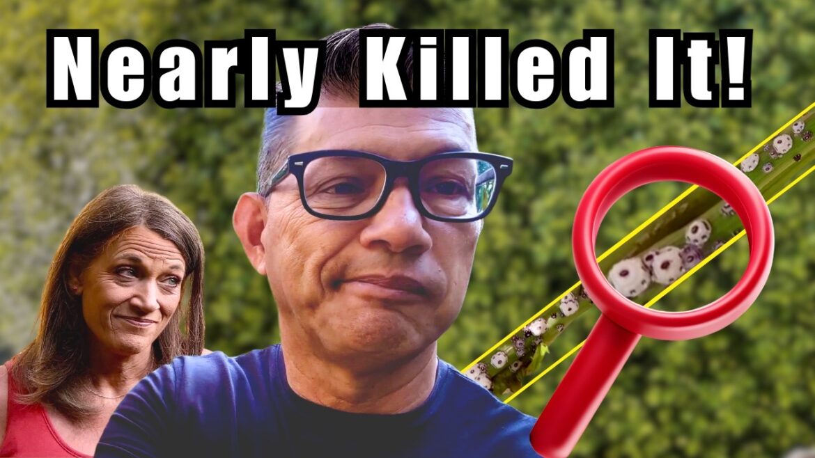 This One Tiny Bug Nearly Killed Our Fruit Tree.