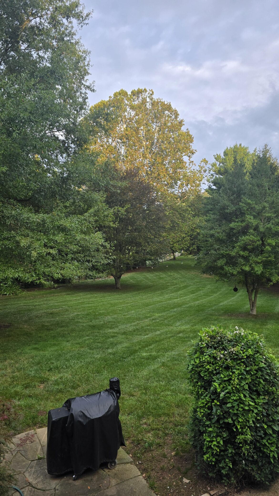 TTTF mowed without the roller still stripes great