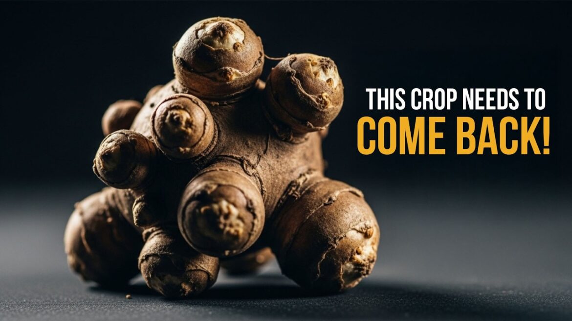 The WWII Crops That Outsmarted Famine