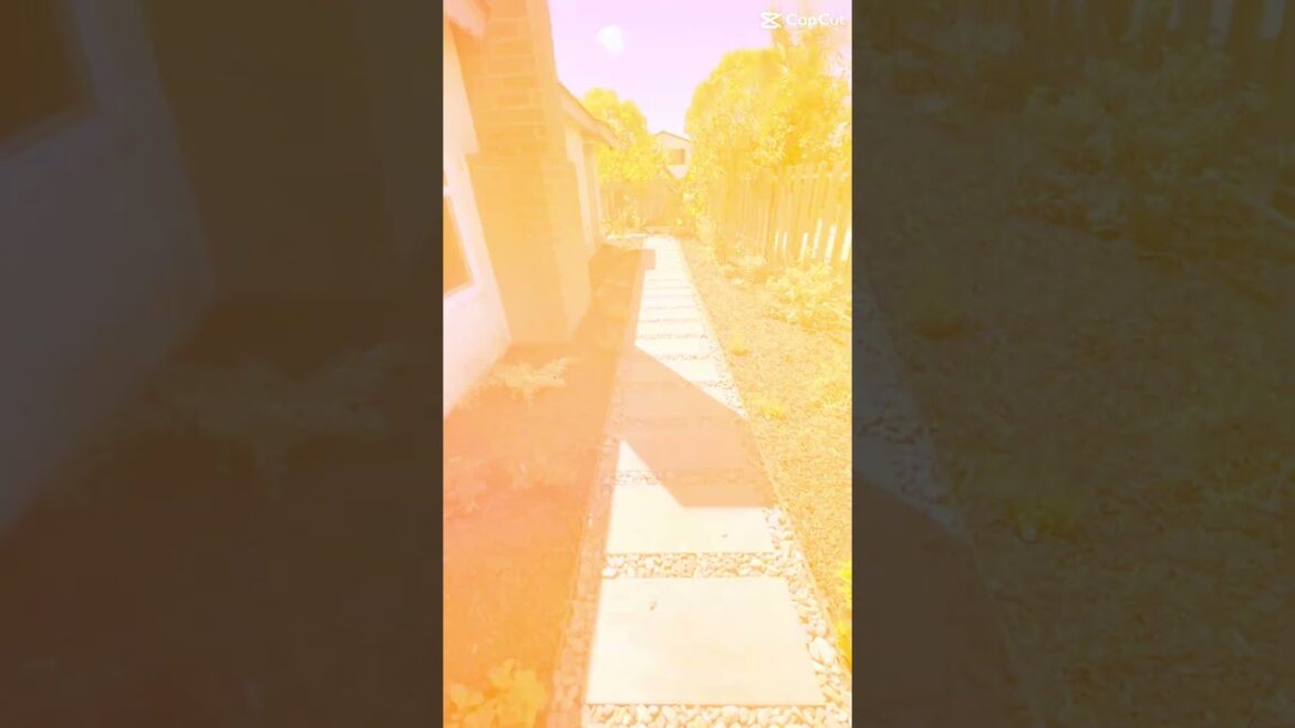 Lion Landscape #construction #gardendesign #landscape #backyardlandscaping #sandiego