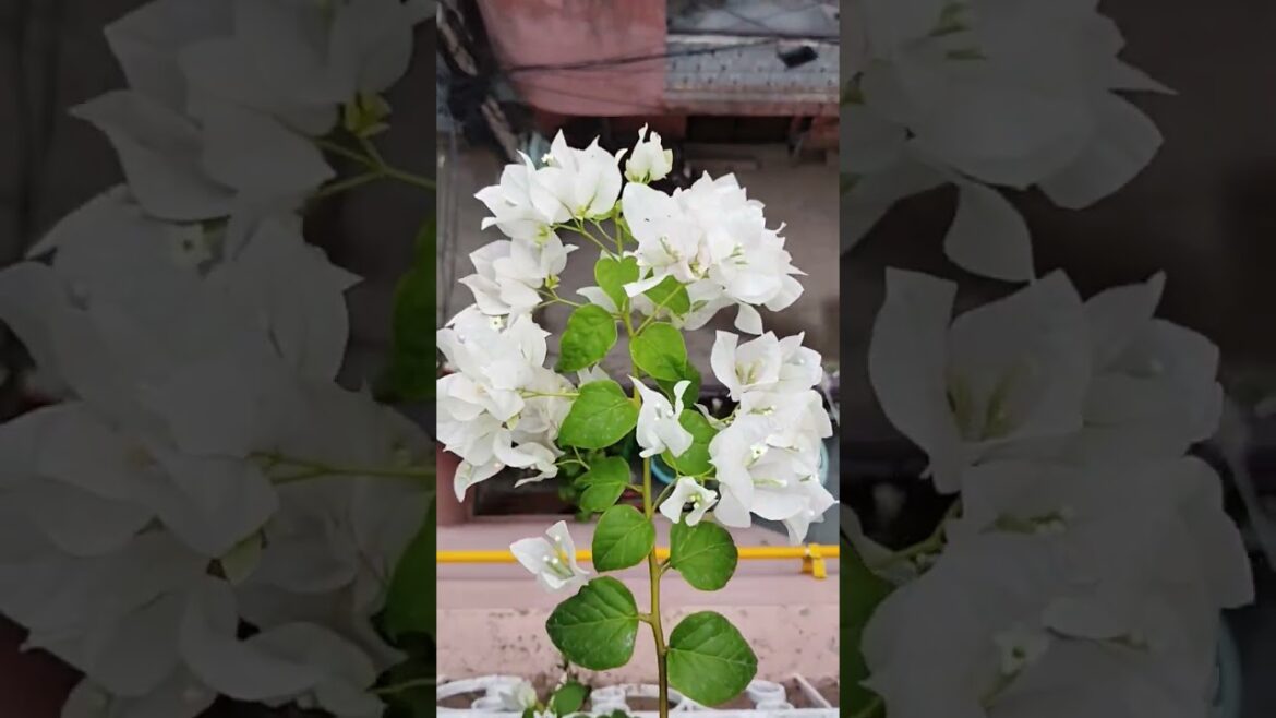 bougainvillea updates #shorts #trending #viral #bougainvillea #beautiful #flowers #gardening