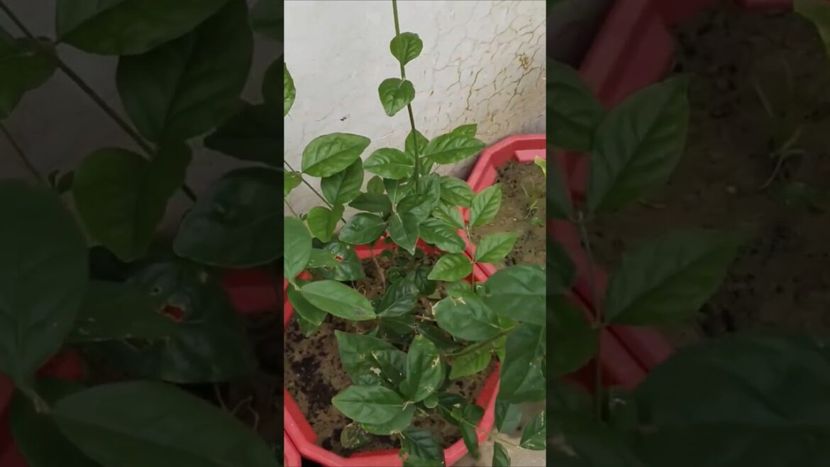 #rose #garden #shorts #shortvideo #viral #trending #trendingshorts #doterracegardening #music #song