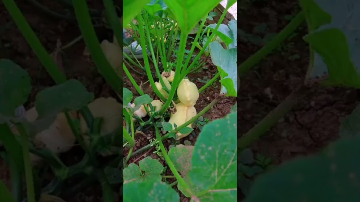 Crunchy organic vegetables are here 🥬🌿🥒#organic #shortvideo #freshlypicked#farming