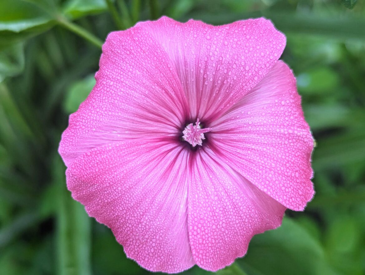 Swamp Rose Mallow