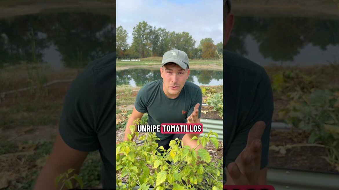 Don’t Settle For Less Because You Grow it Yourself! #garden #gardening #shorts