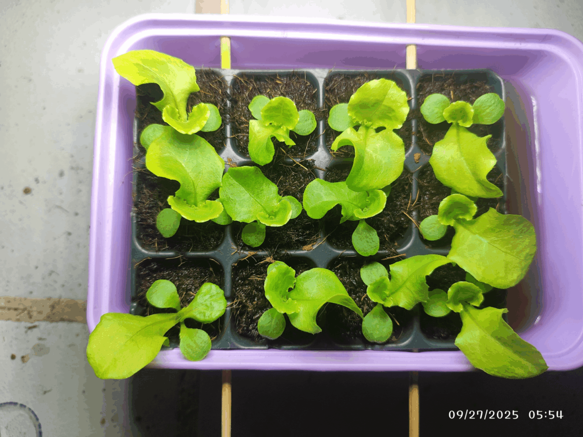 Lettuce transplant