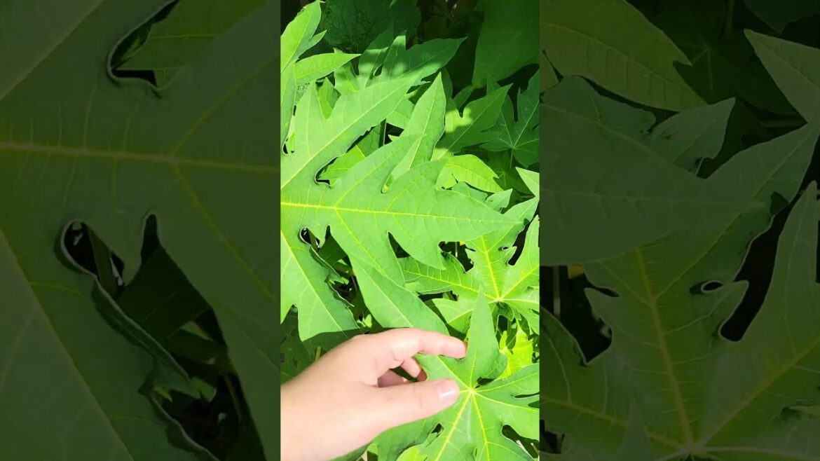 #mybackyardgarden #backyardgarden #backyard #family #food #gardening #nature #vegetables