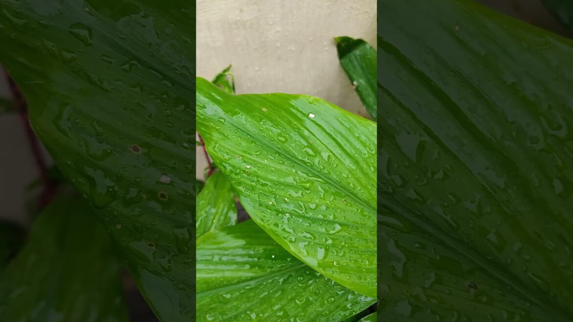 #plants #garden #trending #gardening #beauty #ytshorts