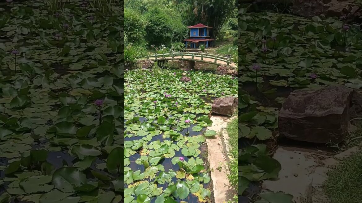 The Japanese Garden of Bhubaneswar #youtubeshorts #japnesegarden #bestgarden #shorts