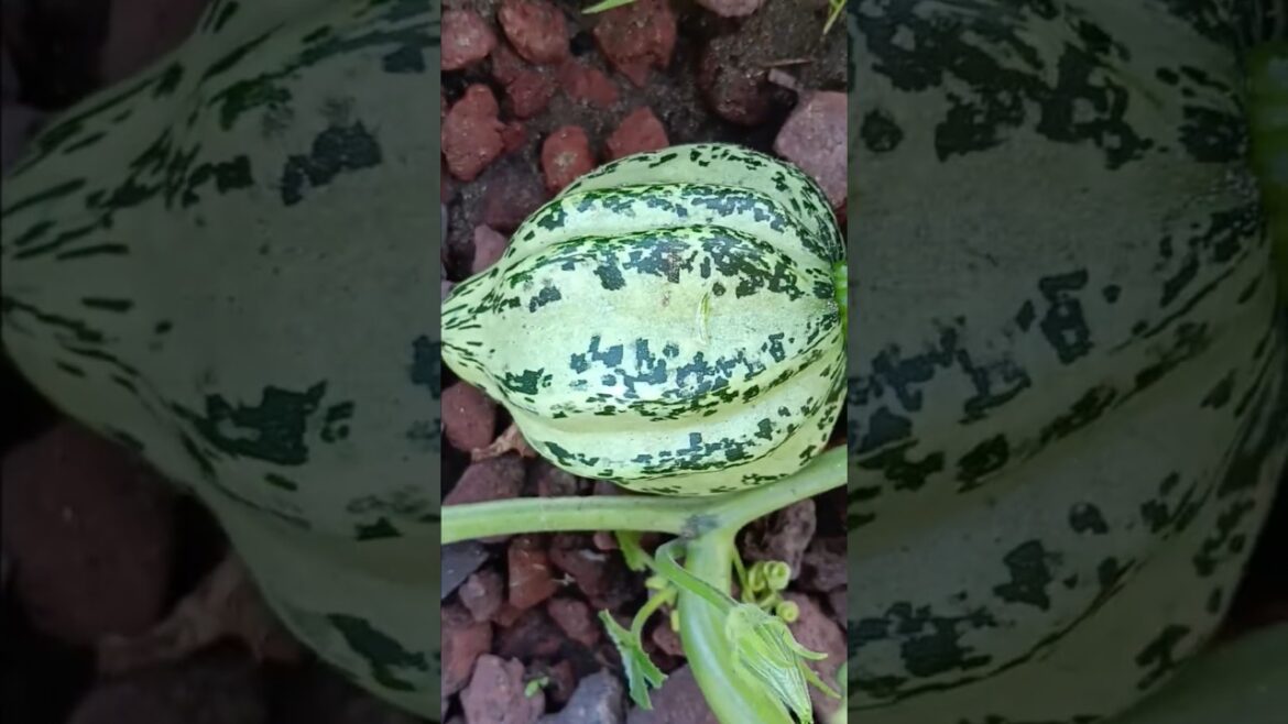 Tiny Garden update  #gardening  #shortsfeed  #containergardening