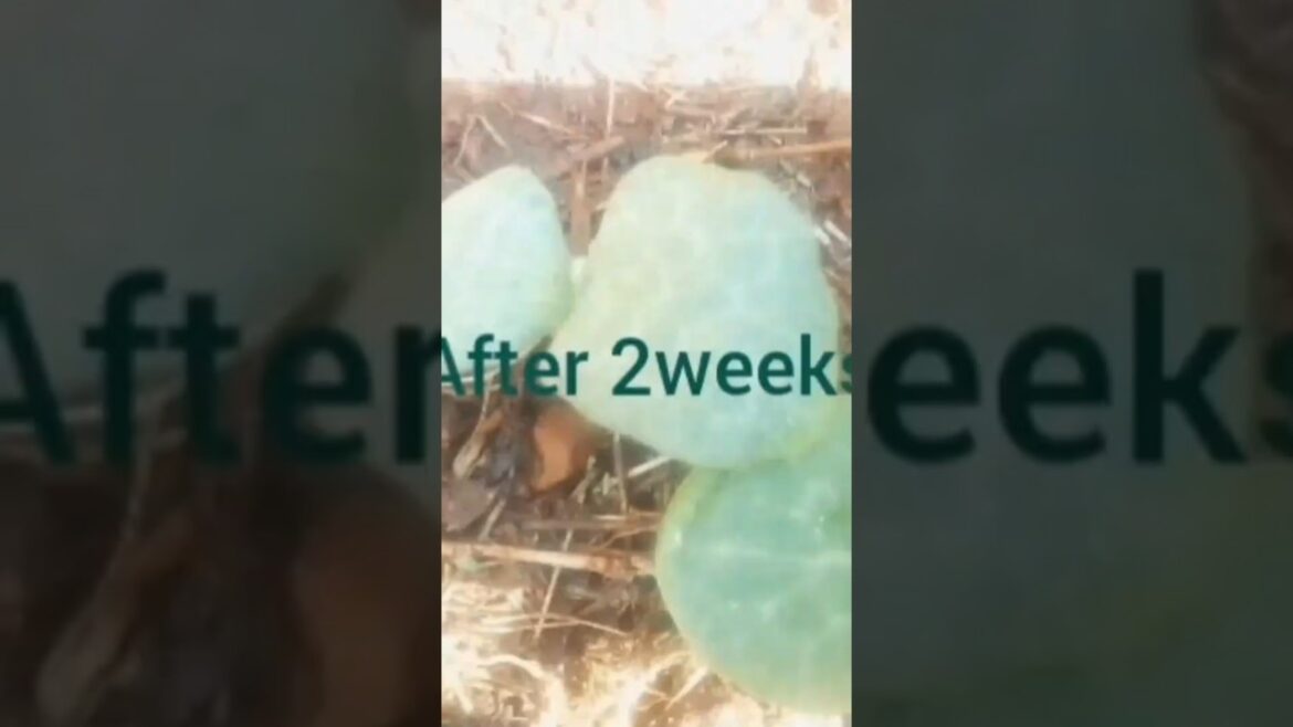 I Grew $1,000 Worth Of Vegetables In My Backyard! I Grew $1,000 Worth Of Vegetables In My Backyard!