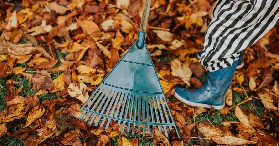 I’m a garden expert – these are 5 urgent jobs you must do before September ends Ipso logo
