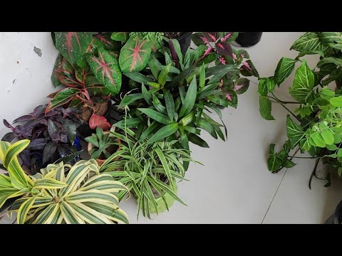 Hobby gardenerЁЯк┤ is live plants care tips Hobby gardenerЁЯк┤ is live plants care tips