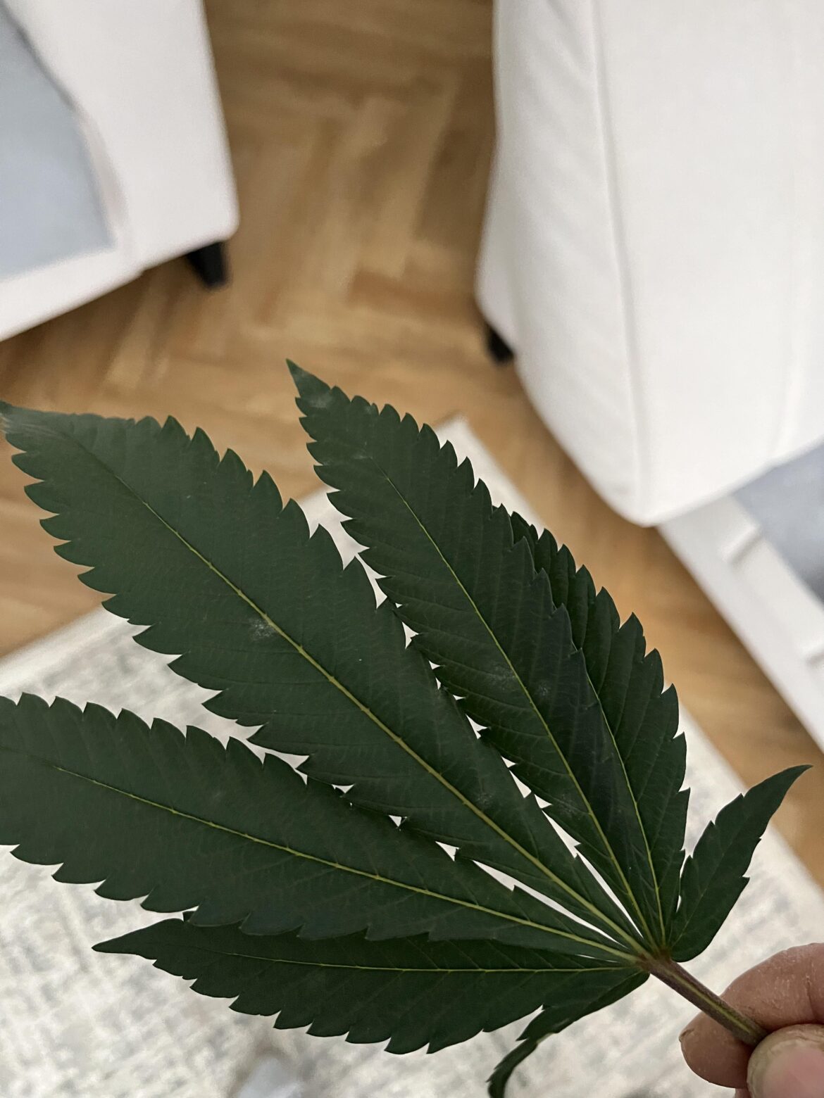 What’s going on here help needed fellow growers