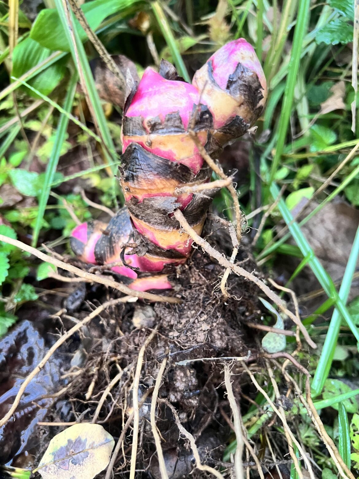 A neighbor gave me this root. She says it grows really tall, but couldn’t remember what it was.