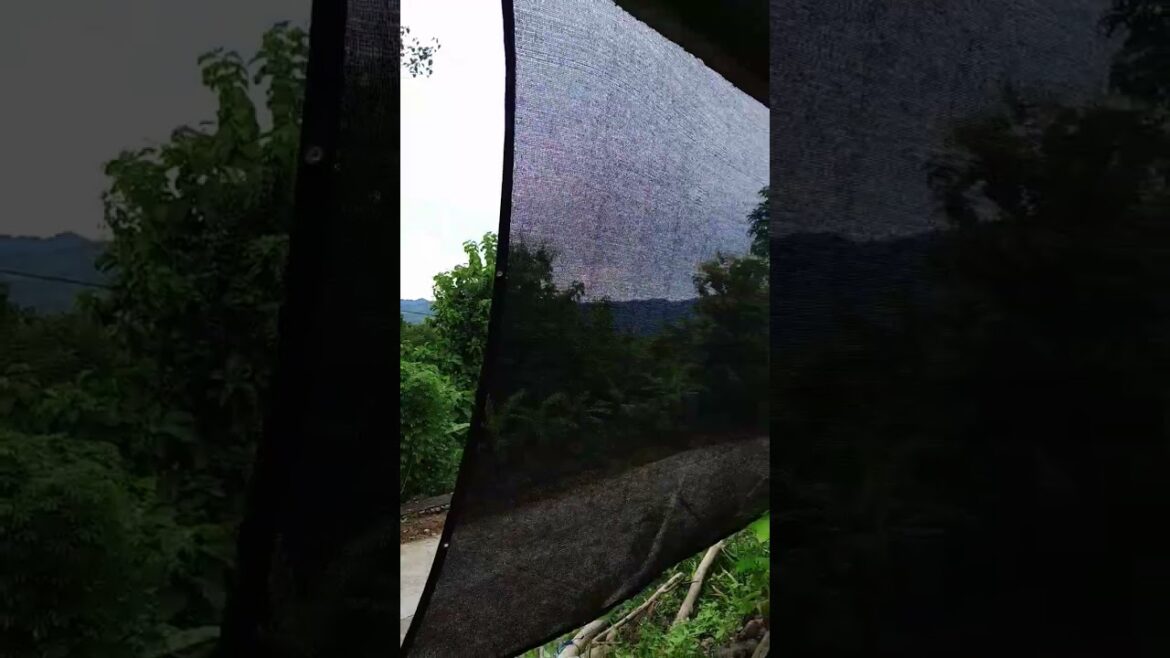 DIY Garden Makeover 🌱 | Simple Landscaping Ideas #nature #naturelovers #travel #garden #diygarden