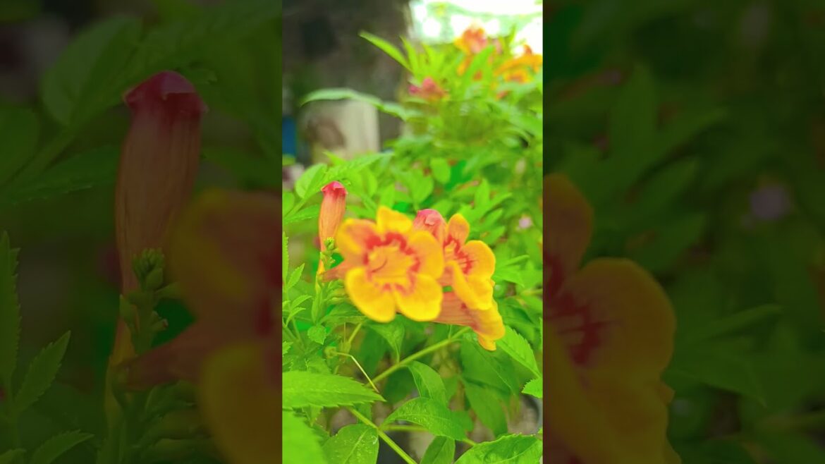 wow!#beautiful#flowers#plants #gardening#trends#newshort#nature #homegardening#newideas#beauty#wow