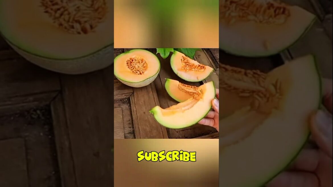 #gardeningtips #garden #farming #melon #shorts