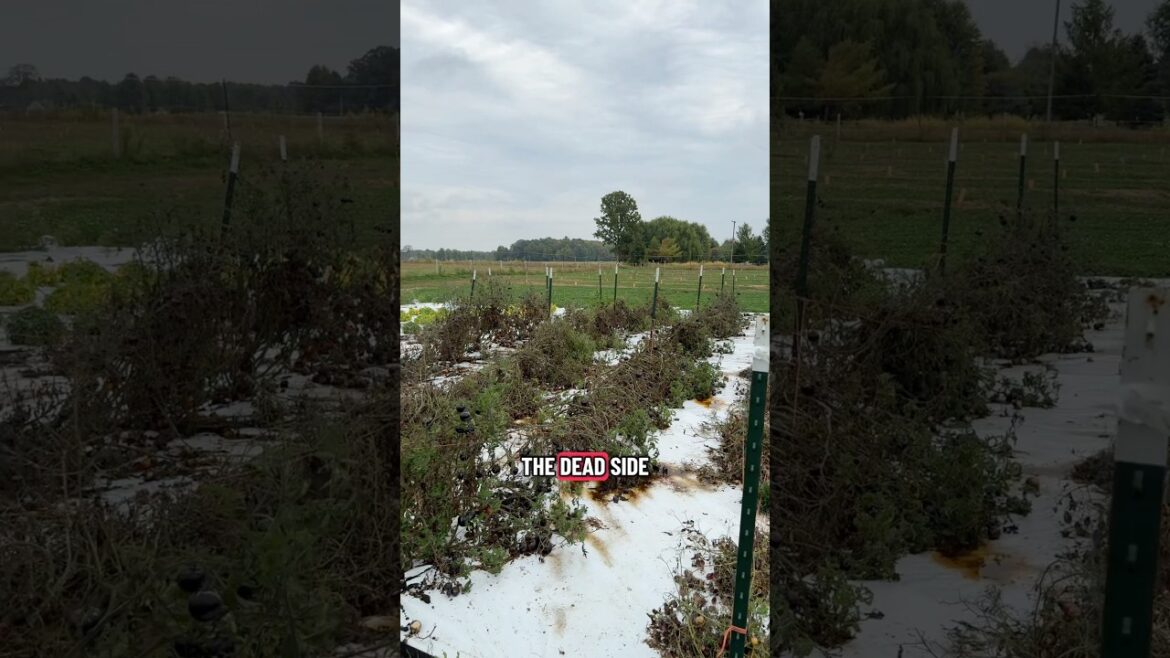 This Garden Tip is Like a Time Machine to Go Back To JULY! #gardening #garden #shorts