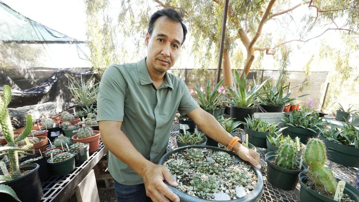 Desert Botanical Garden in Phoenix offers refuge for poached cactuses