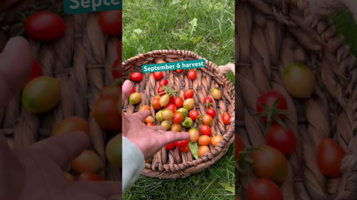 Early September harvest #gardening #backyardgarden #growyourownfood