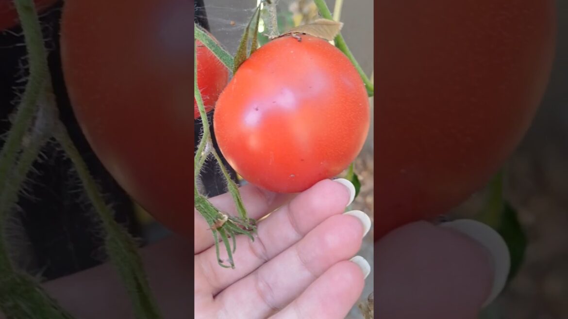 Update on tomato plant 🪴#shorts #tips #update #tomatoplants #tomato #tomatoplanting #tomatoes