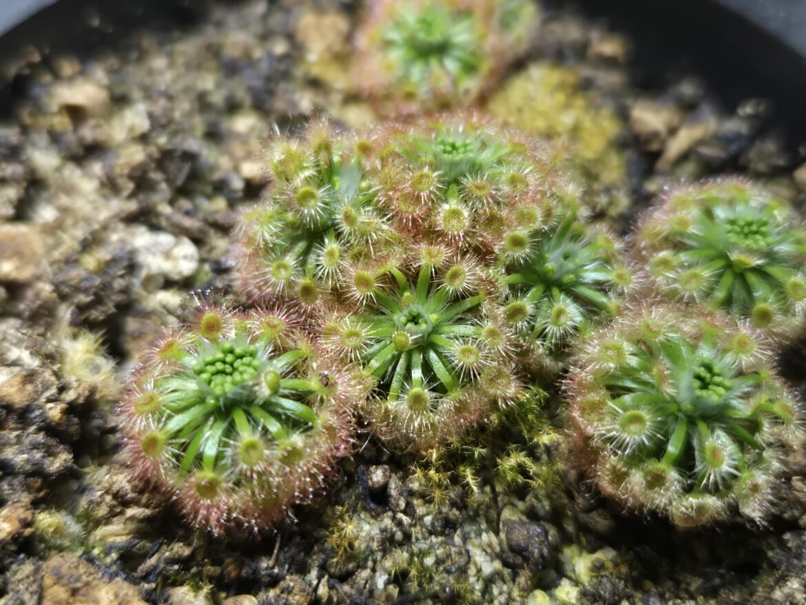 Is this gemmae?