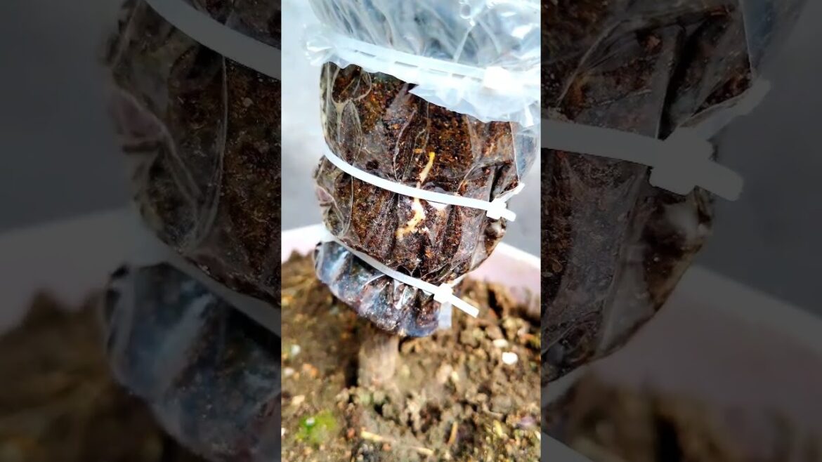 Rubber Plant Air learning | How To Air learning Rubber Plant #shorts #gardening #shortsvideo