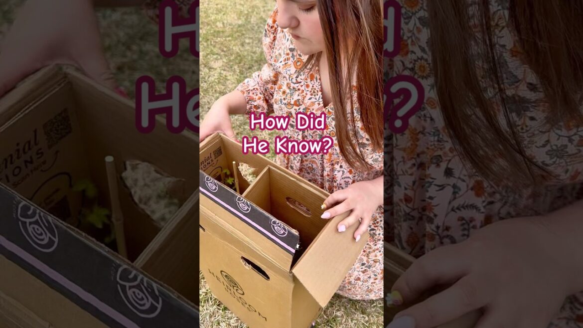 THE GIFT THAT KEEPS GIVING!🌹@heirloomroses #roses #rose #rosegarden #shorts