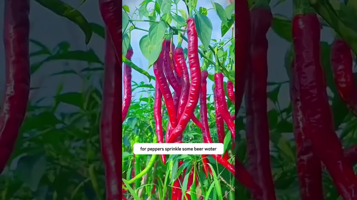 #gardeningadvice #terracegardenindia #gardendesign #lakshivgardening #gardenlandscaping