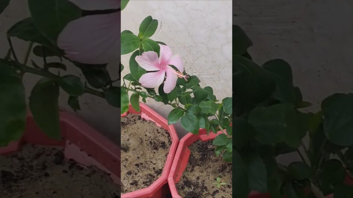 Outdoor Flowers plants on terrace #shorts #ytshorts #trending #shortvideo #gardening #youtubeshorts