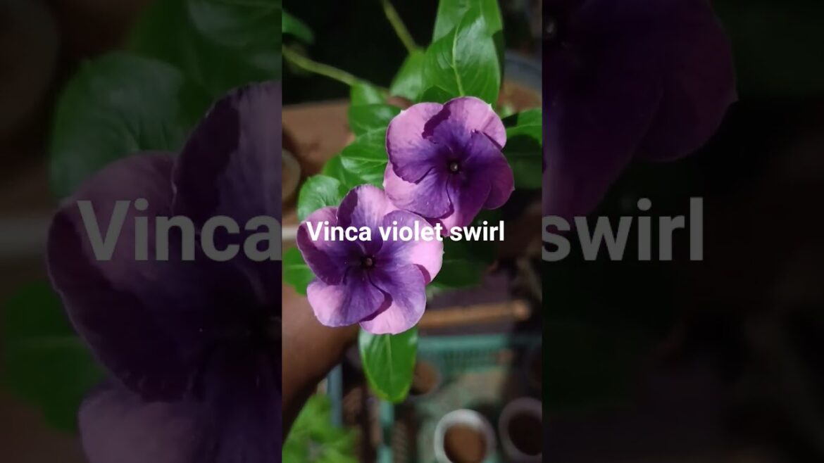 vinca#flowers#plantlovers#gardening  trends