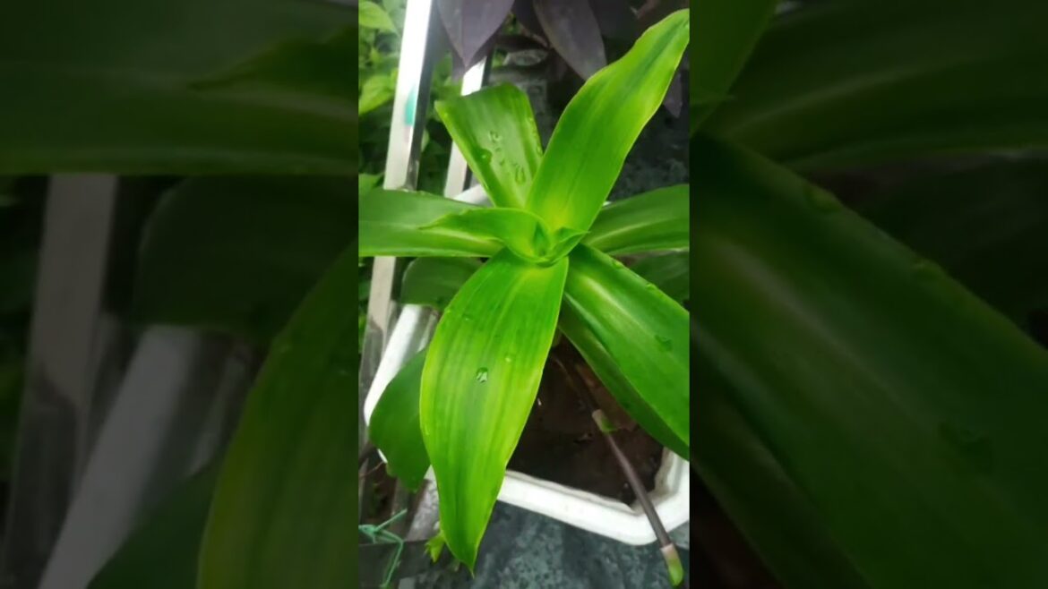 beautiful garden #love #trends #garden #gardening #nature #mansoon #plants #newshorts #terracegarden