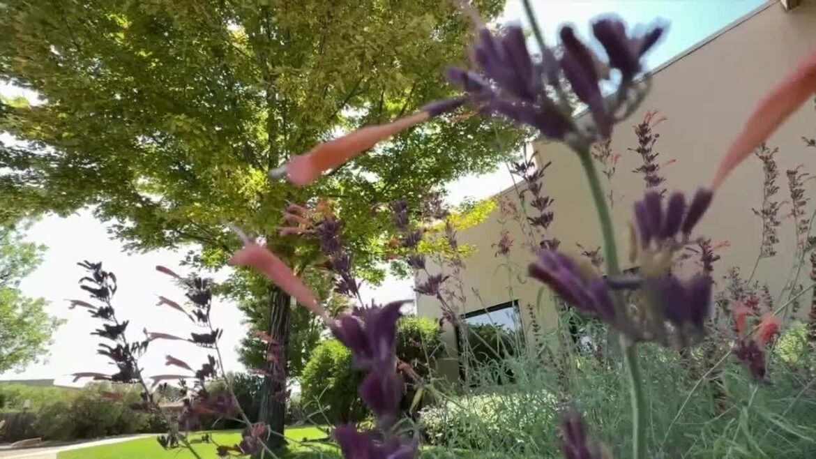 How to implement a 'ColoradoScape' into your yard