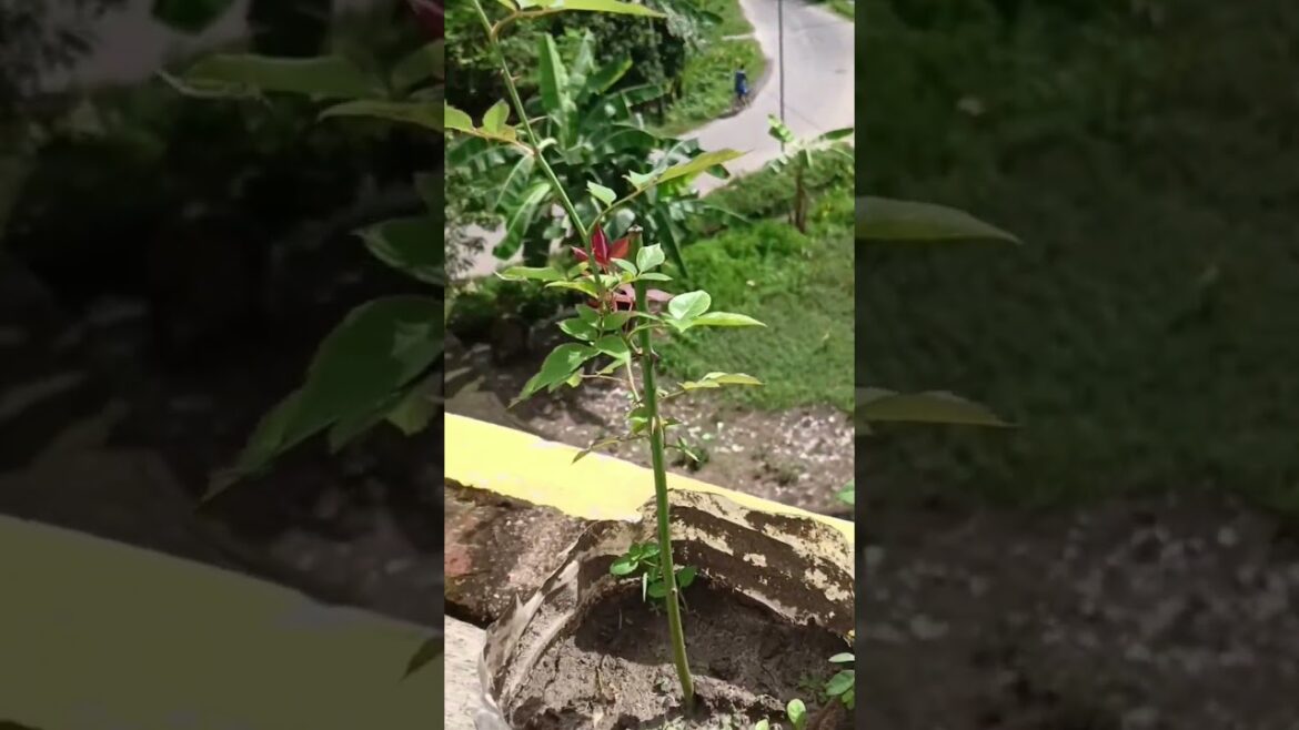 desi golap 🌹#youtubeshorts #viralshorts#shortvideo #shorts #minivlog #garden