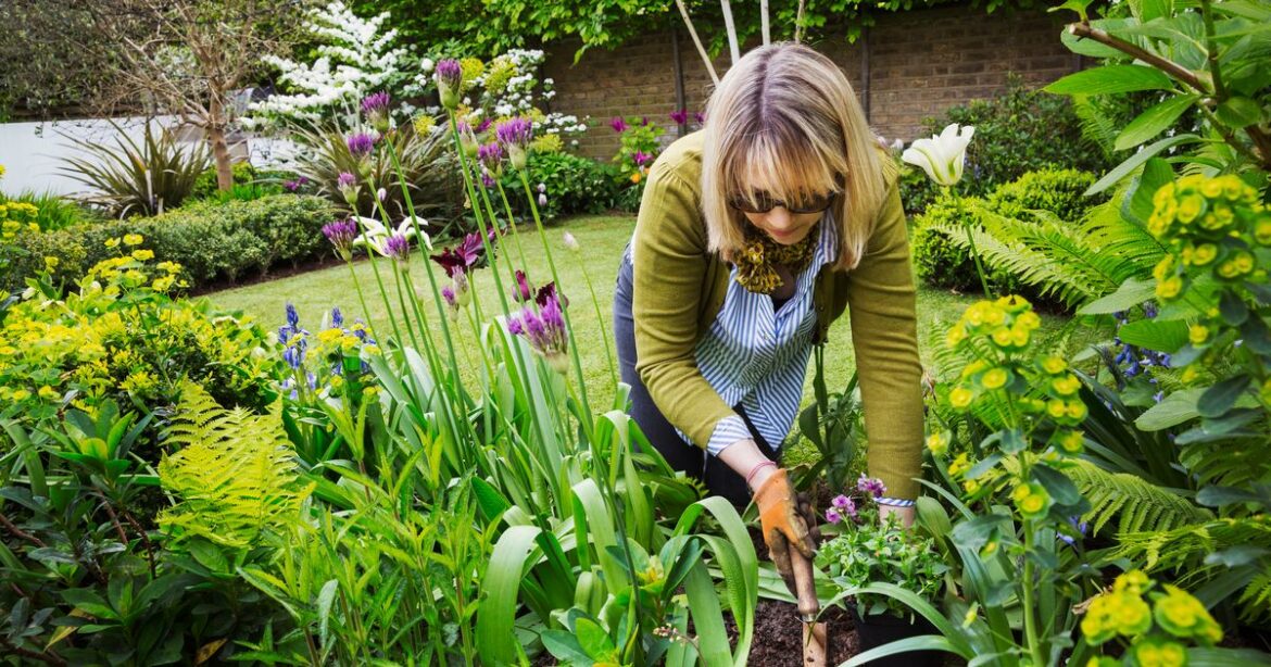 UK gardeners told to plant this one flower now before cold weather sets in Ipso logo