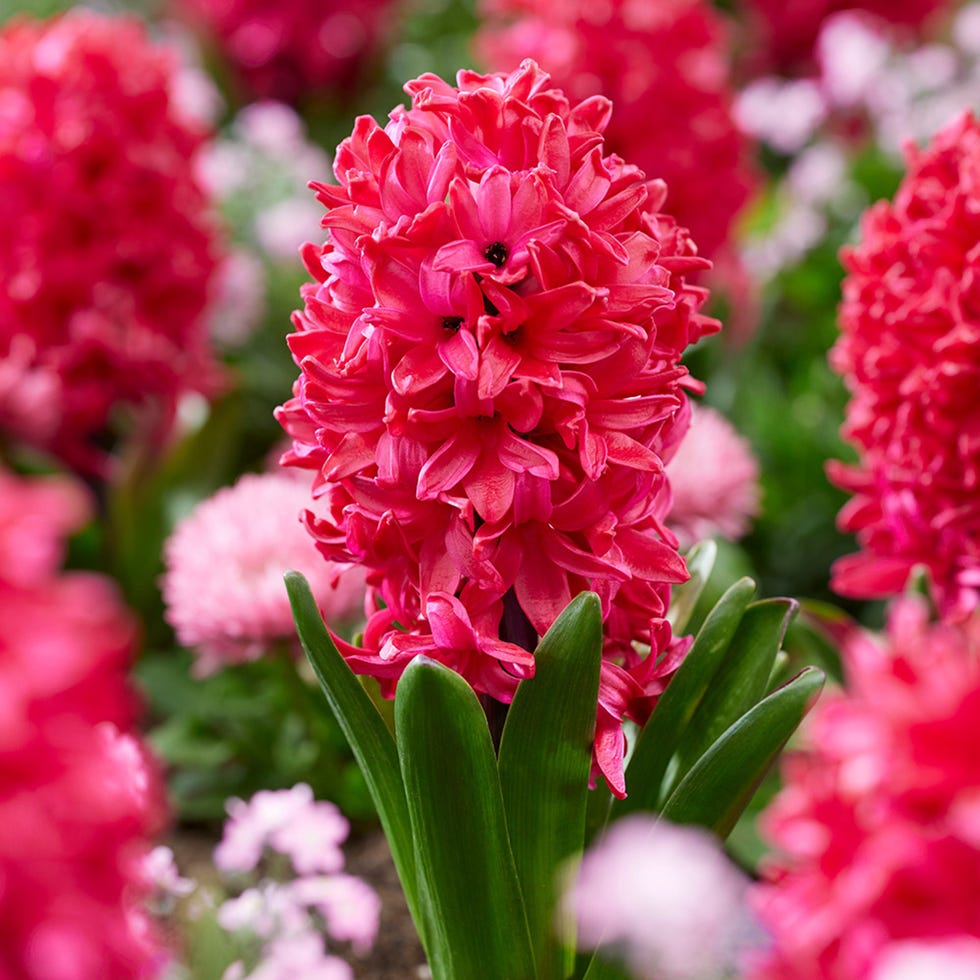 Hyacinth Red Glory