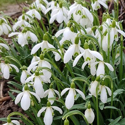 Snowdrop Bulbs